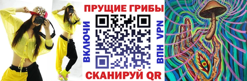 KRAKEN Чегем Псилоцибиновые грибы Cubensis